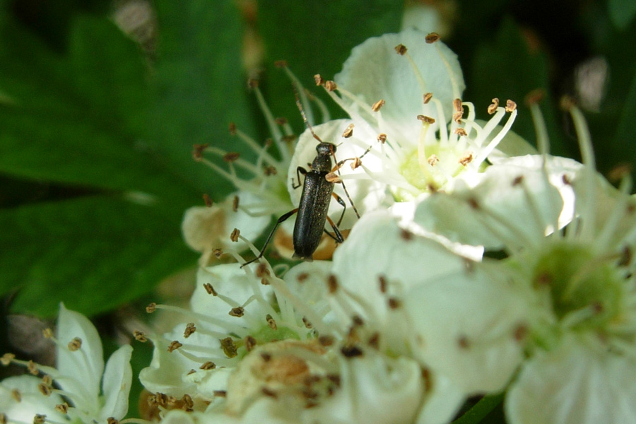 Oedemeridae